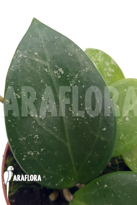 Hoya parasitica ’splash‘