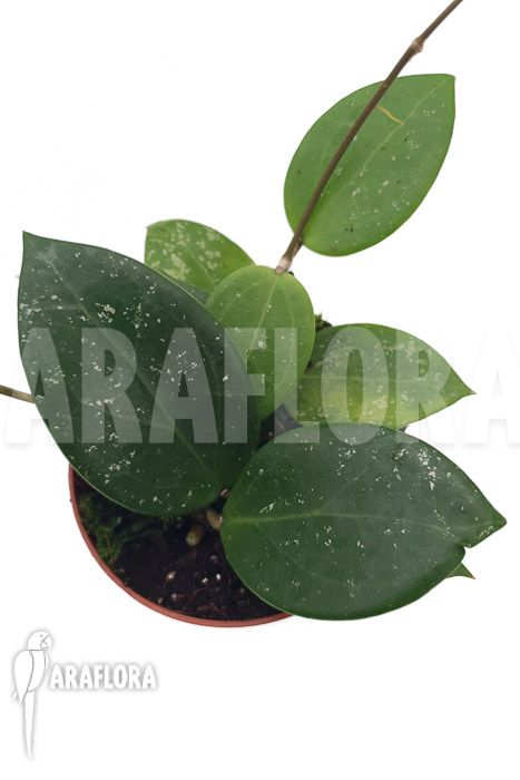 Hoya parasitica ’splash‘