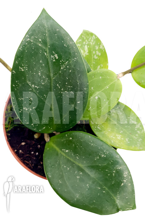 Hoya parasitica ’splash‘