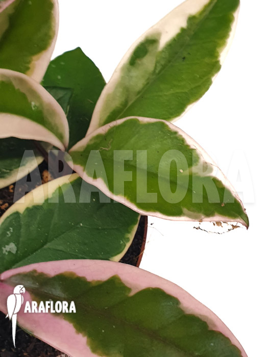 Hoya sp Flamingo dream ‚Starter‘