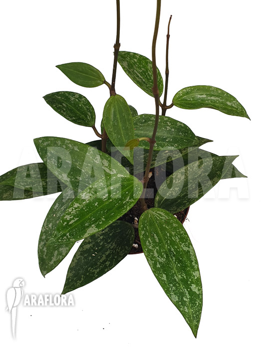 Hoya sp rangsan ‚Starter‘