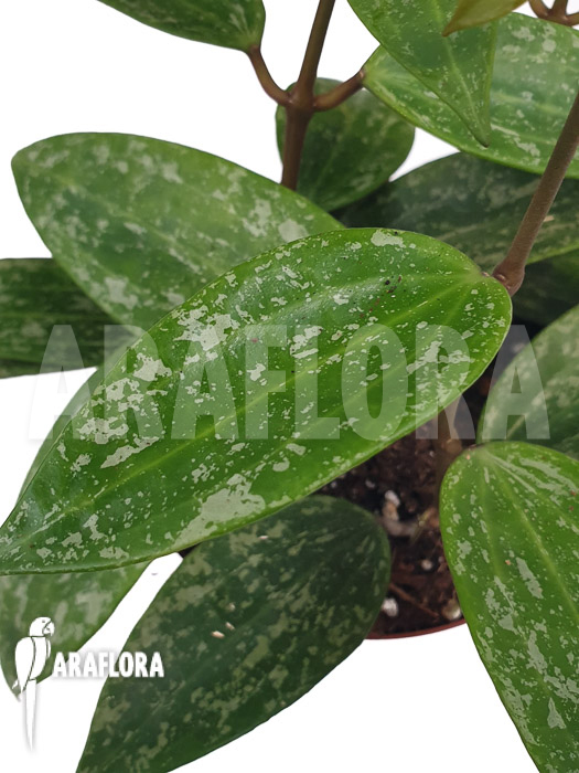 Hoya sp rangsan ‚Starter‘