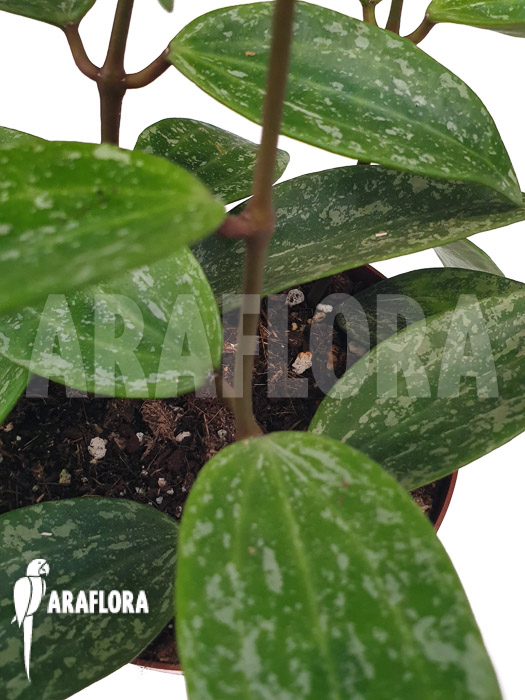 Hoya sp rangsan ‚Starter‘