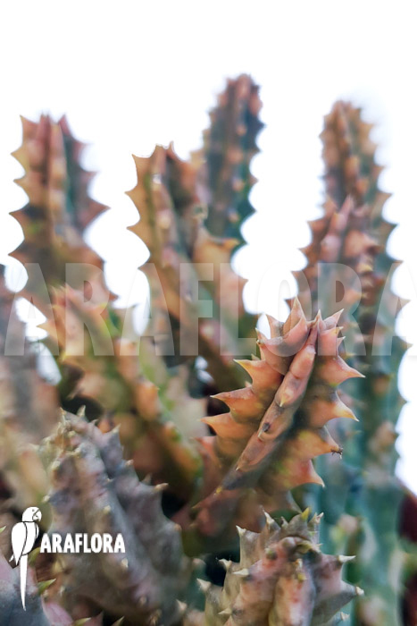 Huernia zebrina ‚pink‘