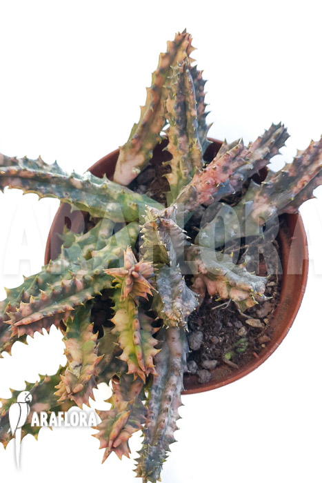Huernia zebrina ‚pink‘