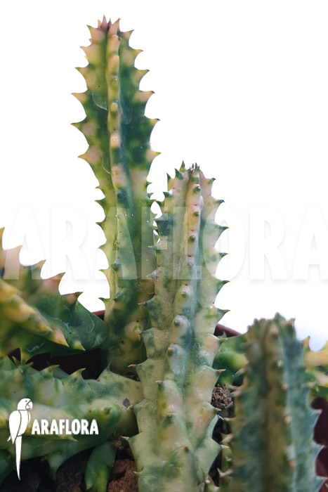 Huernia zebrina ‚white‘