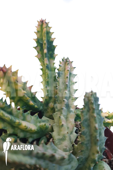 Huernia zebrina ‚white‘