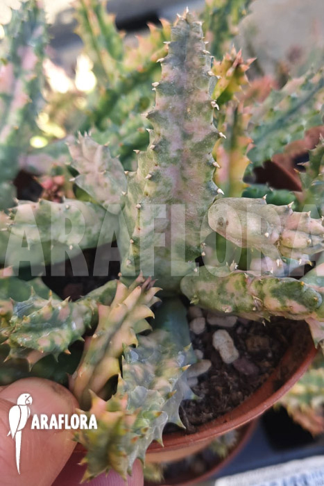 Huernia zebrina ‚white‘