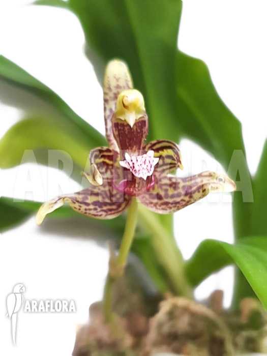 Kefersteinia parvilabris