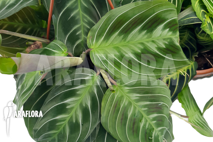 Marantha ‚No id‘