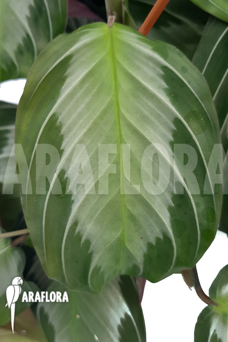 Marantha ’silverband‘