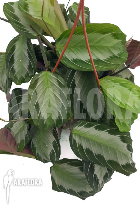 Marantha ’silverband‘