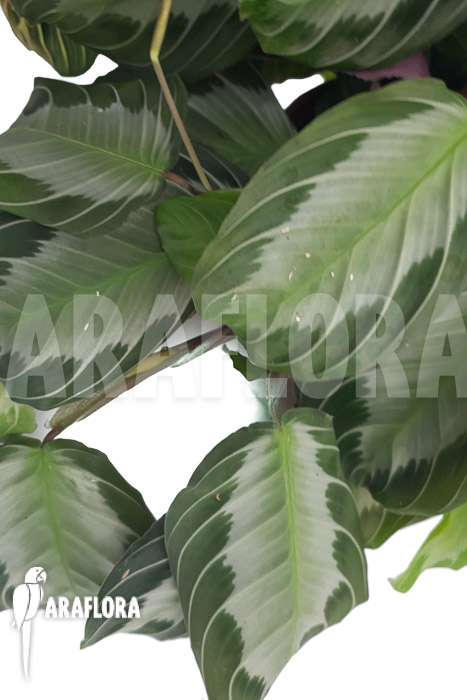 Marantha ’silverband‘