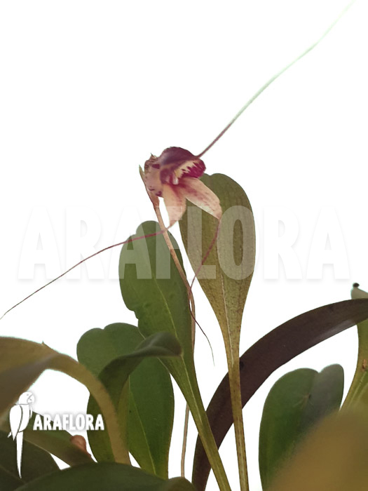 Masdevallia nidifica ‚Red Yellow‘