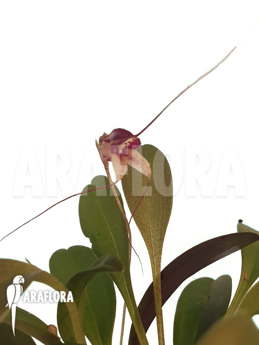 Masdevallia nidifica ‚Red Yellow‘