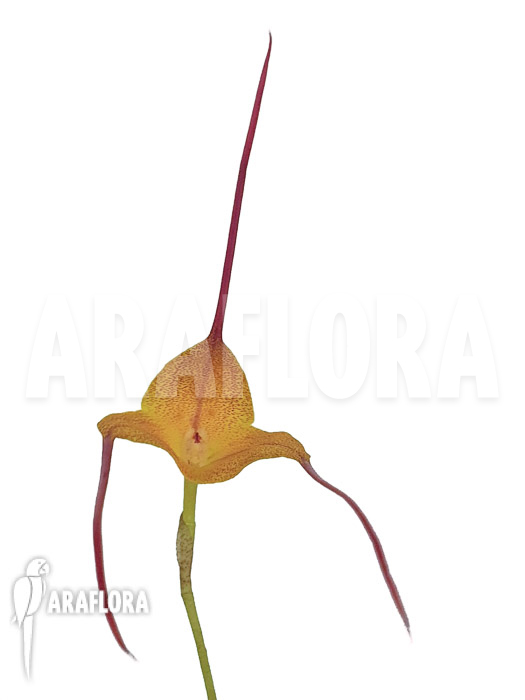 Masdevallia triangularis