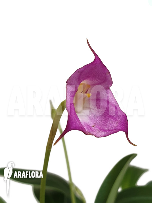 Masdevallia uniflora
