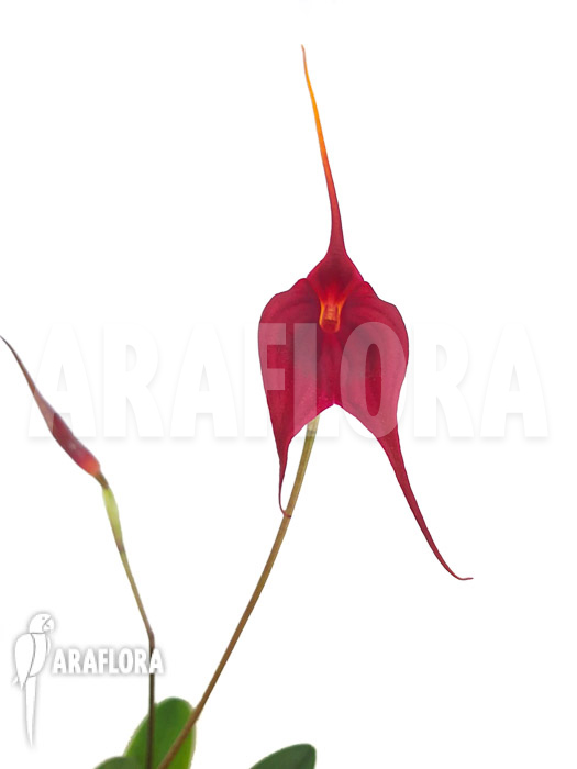 Masdevallia x red magic