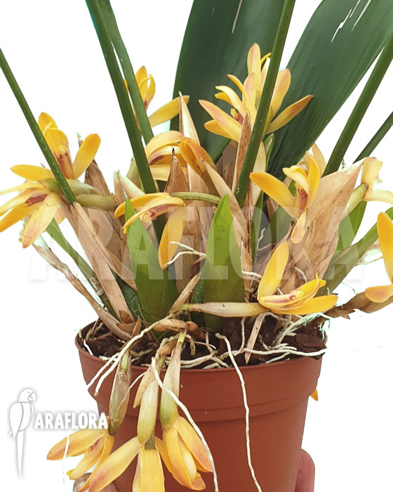 Maxillaria brunnea