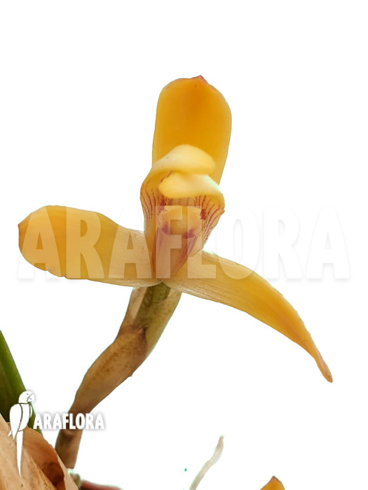 Maxillaria brunnea