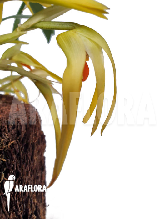 Maxillaria hennisiana