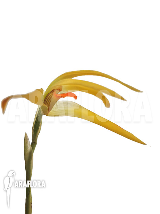 Maxillaria hennisiana