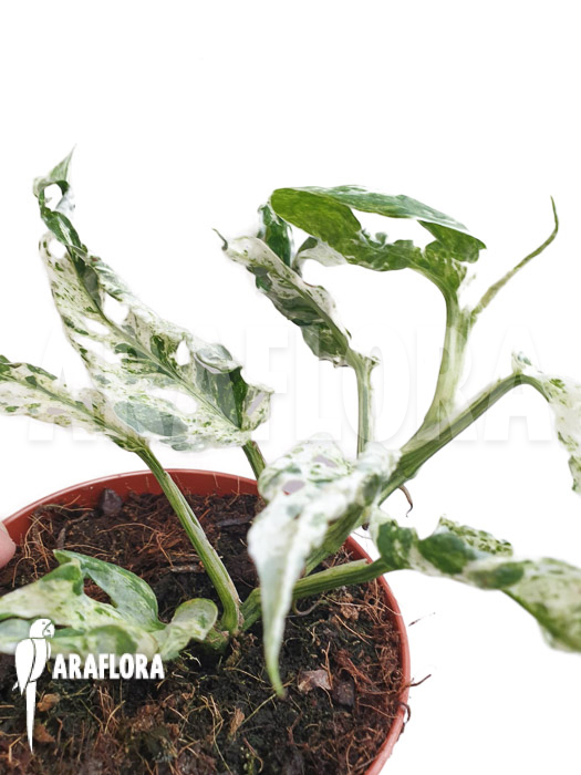 Monstera ‚Frozen freckles‘