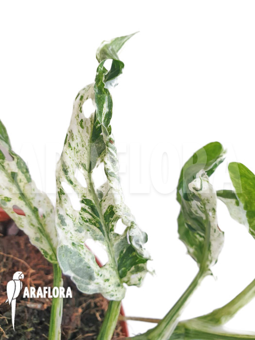 Monstera ‚Frozen freckles‘