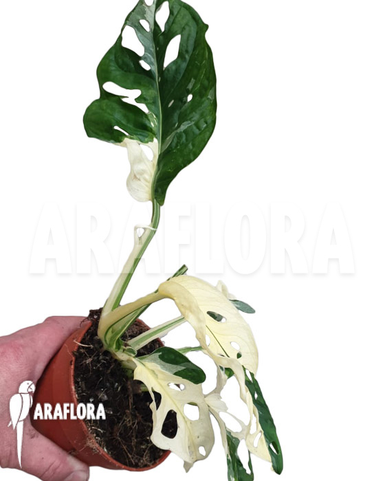 Monstera obliqua ‚Leichtlinii‘ Mint Type 1