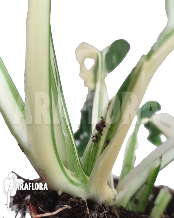 Monstera obliqua ‚Leichtlinii‘ Mint Type 1