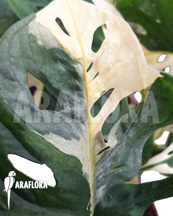 Monstera obliqua ‚Leichtlinii‘ Mint Type 2