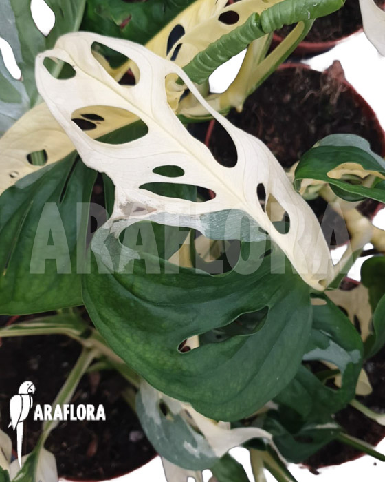 Monstera obliqua ‚Leichtlinii‘ Mint Type 2