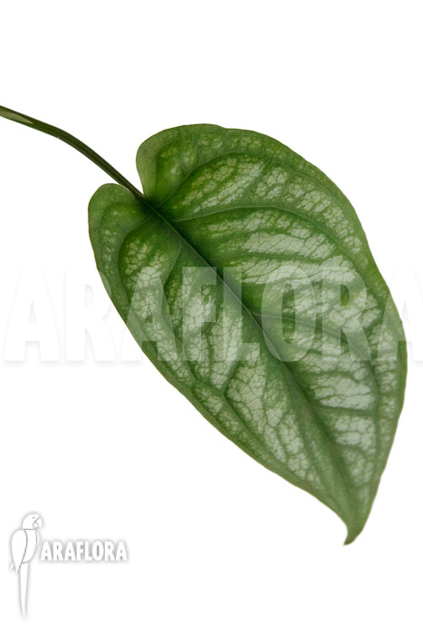 Monstera siltepecana El Salvador