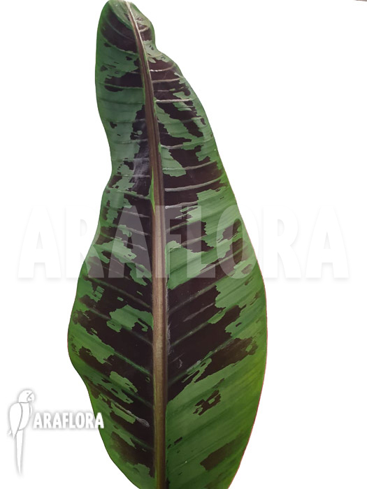 Musa acuminata ‚Tiger stripes‘