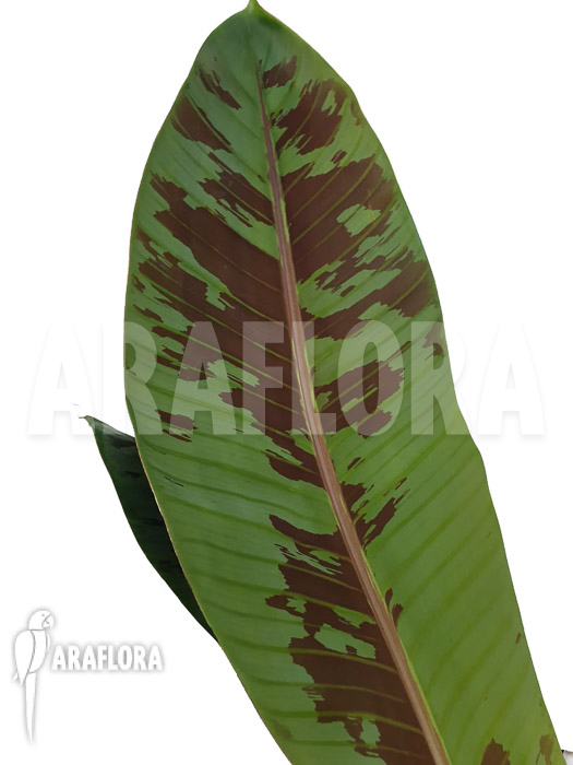 Musa acuminata ‚Tiger stripes‘