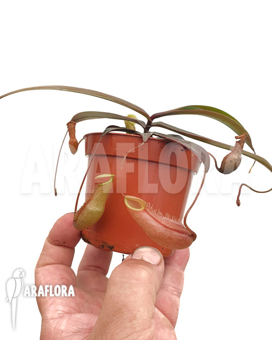 Nepenthes bellii