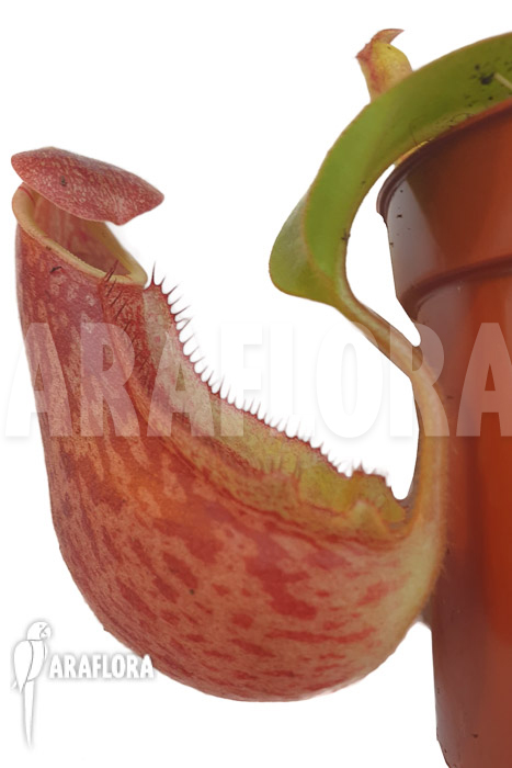 Nepenthes veitchii ‚S‘