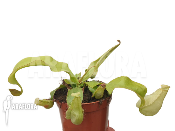 Nepenthes x hookeriana ‚yellow‘