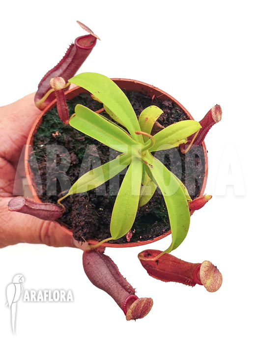 Nepenthes x singalana x ventricosa ‚Starter‘