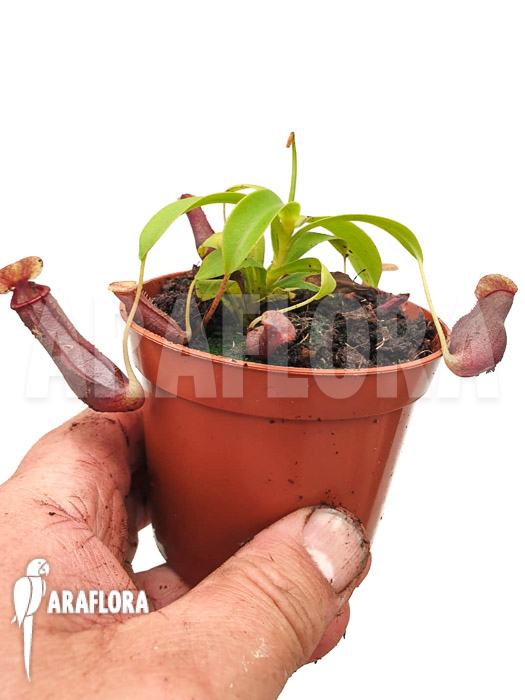 Nepenthes x singalana x ventricosa ‚Starter‘