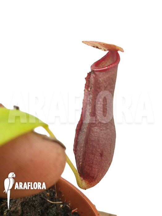 Nepenthes x singalana x ventricosa ‚Starter‘