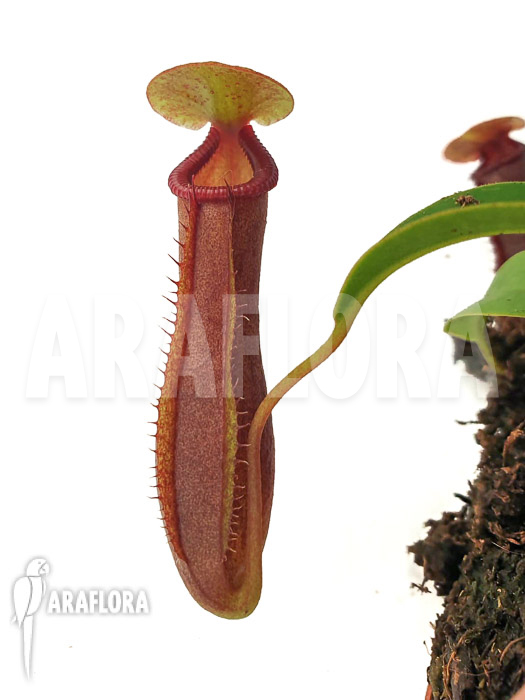 Nepenthes x singalana x ventricosa ‚Starter‘