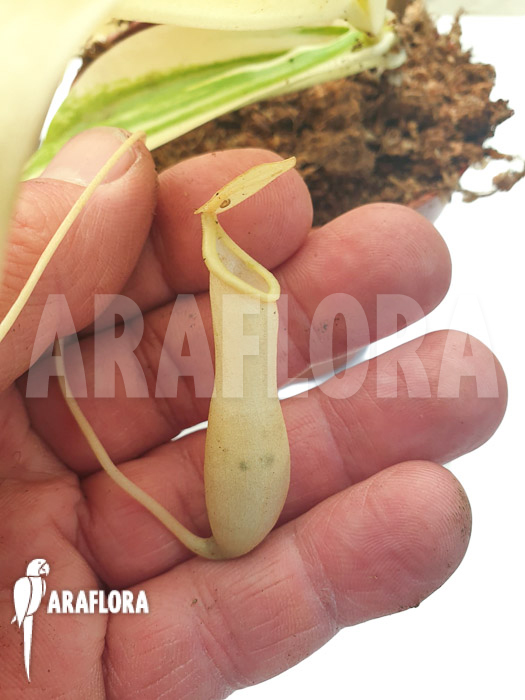 Nepenthes x ventrata ’snowking‘