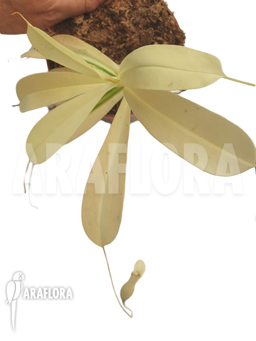 Nepenthes x ventrata ’snowking‘