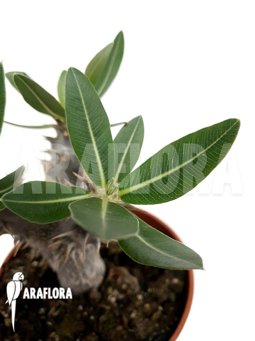 Pachypodium densiflorum