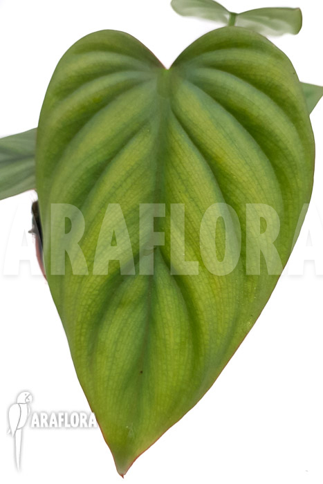 Philodendron ‚Colombia‘