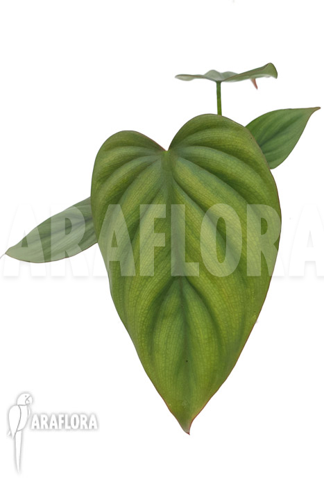 Philodendron ‚Colombia‘