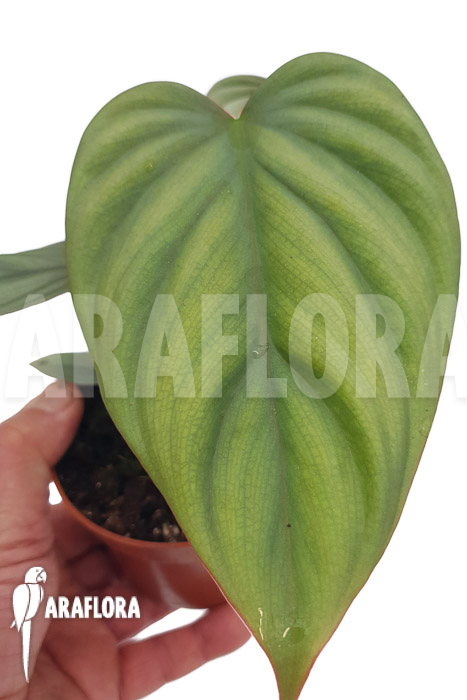 Philodendron ‚Colombia‘