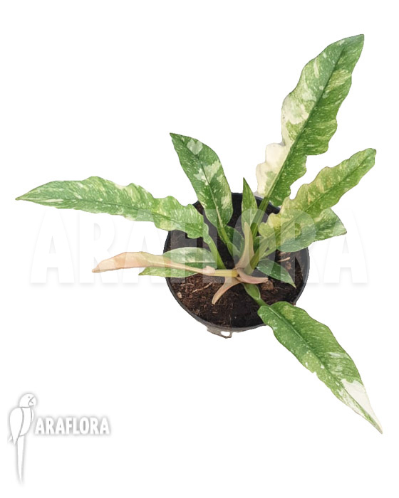 Philodendron ‚Ring of Fire‘ variegata