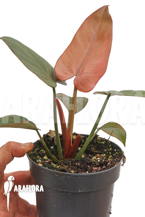 Philodendron ‚Summer Glory‘